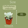 Succulenten- Pachyphytum Oviferum- 8.5cmØ- 12-17cm hoog- 3stuks  - Zink