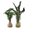 Cylinder glas Duo Monstera/Spathiphyllum Diamond - 2 stuks - Ø12cm - ↕25-40cm