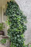 Hedera helix - Klimop Groen