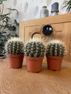 Cactus- Echiocactus Grusonii- 24cmØ- 23-28cm hoog - Normal - Ø10.5 cm - 3x - ↕13 - 17 cm