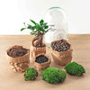 DIY terrarium - Egg Bonsai - ↕ 25 cm