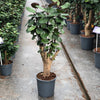 Polyscias Fabian Bonsai Vertakt (Decorum) Extra Zwaar Hout - Ø21cm - ↕190cm