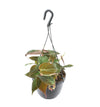 Philodendron Scandens 'Micans' Hangpot - Ø15cm - ↕40cm