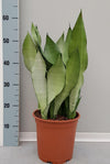 Sanseveria Moonshine - Ø21cm - ↕60cm