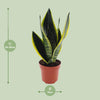 Sansevieria Futura Superba - Ø12cm - ↕30cm