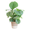 Calathea Orbifolia met Lissabon mand wit - 65cm - Ø19