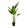 Strelitzia Augusta - 180cm - ⌀30