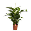 Spathiphyllum 'Sweet Lauretta' Fair Flora - Ø24cm - ↕100cm