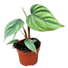 Philodendron Sp Colombia - Ø10,5cm - ↕15cm