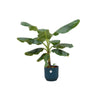 Combi deal - Bananenplant (Musa) inclusief elho Vibes Fold Round blauw Ø22 - 100 cm