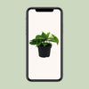 Philodendron Scandens - Ø12cm - ↕20cm