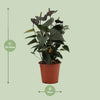 Anthurium Black Love In Transparant Sleeve - Ø12cm - ↕36cm