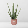 Aloe Vera 12cm in ELHO Vibes Fold 14cm roze