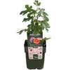 Ficus Gustissimo Perretta - Ø13 - ↨45cm