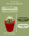 Cactus Mix - 6.5cmØ - 8-15cm hoog- (6 Stuks) - Red Glasses - Ø7.5 cm