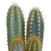 Cactus mix 10.5 cm - 3x - in witte pot