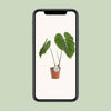 Philodendron Gloriosum - Ø15cm - ↕45cm