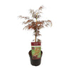 Acer palm. 'Garnet' - ↨55cm - Ø19cm