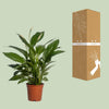 Spathiphyllum Vivaldi - Ø17cm - ↕70cm