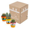 Cactus mix 8.5 cm - 3x - in Mexicaanse pot