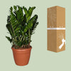 Zamioculcas Zamiifolia - Ø37cm - ↕110cm