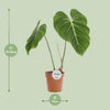 Philodendron Gloriosum - Ø15cm - ↕45cm