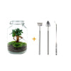 DIY terrarium - Jar - Ficus Ginseng bonsai - ↕ 28 cm - Rake + Shovel + Tweezer