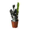 Zamioculcas Raven - Ø14cm - ↕45cm