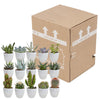 Cactus en vetplanten mix 5.5 cm | 15 stuks - in witte pot