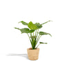 Alocasia Cucullata - Ø19cm - ↕65cm + Mand Selin