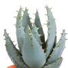 Cactus en vetplanten mix 5.5 cm | 15 stuks - in Mexicaanse pot