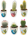 Cactus Mix - 6.5cmØ - 8-15cm hoog- (6 Stuks) - Rising Sun - Ø7.5 cm