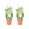 Sansevieria Moonshine - 2 stuks - Ø14cm - ↕40cm