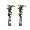 Hedera helix - 2 stuks - Ø15cm - ↕65cm