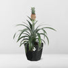 Ananas Mi Amigo in 14cm b.for rock living black