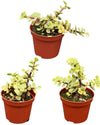 Succulenten- Portulacaria Afra- 8.5cm Ø- 10-20cm- 3 stuks - Geen