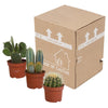 Cactus mix 10.5 cm - 3x - zonder pot