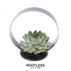 ROOTLESS Succulent Echeveria Pulidonis op Deco tafelstandaard Ø20 cm - ↕20 cm