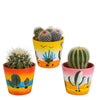 Bolcactus mix 8,5 cm | 3 stuks - in Mexicaanse pot