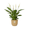 Spathiphyllum 12 Cm Torelli in ELHO Vibes Fold 14cm geel