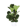 Ficus Lyrata - Ø24cm - ↕120cm in Era WIT pot