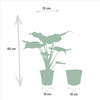 Alocasia Cucullata - Ø19cm - ↕65cm + Mand Selin