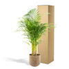 Areca palm met pot - ?130cm - Ø24cm