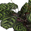 Calathea Makoyana Ø21cm - ↕70cm in Albury BLACK print mand