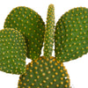 Cactus mix 10.5 cm - 3x - zonder pot