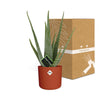 Aloe Vera 12cm in ELHO b.for soft rond 14cm brique