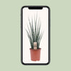 Sansevieria Fernwood Mikado - Ø19cm - ↕80cm