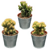 Cactus- Rotsen mix- 8.5cmØ- 13-17cm- 3 stuks - Zink