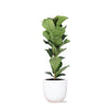 Ficus Lyrata - Ø21cm - ↕90cm in Boule WIT pot