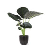 Alocasia Regal Shield Ø21cm - ↕100cm in Boule ANTRACIET pot